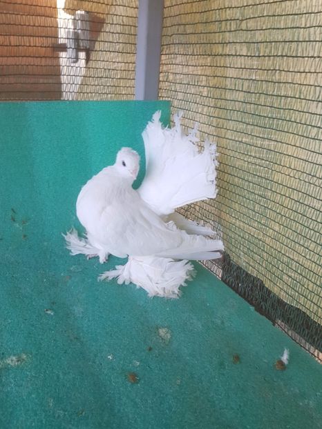 F 7422, 16; 250 lei - au fost VANDUTI