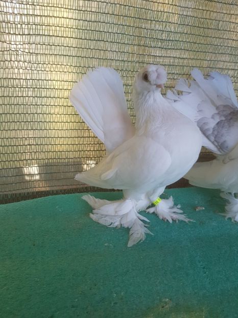 6119 , 17 - au fost VANDUTI