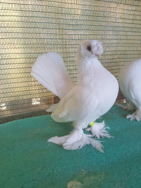 6119 , 17 - JUCATOR TREMURATOR de BUCOVINA combinat cu EISK