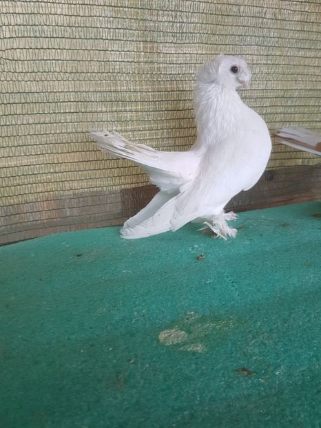 6122, 17 - au fost VANDUTI