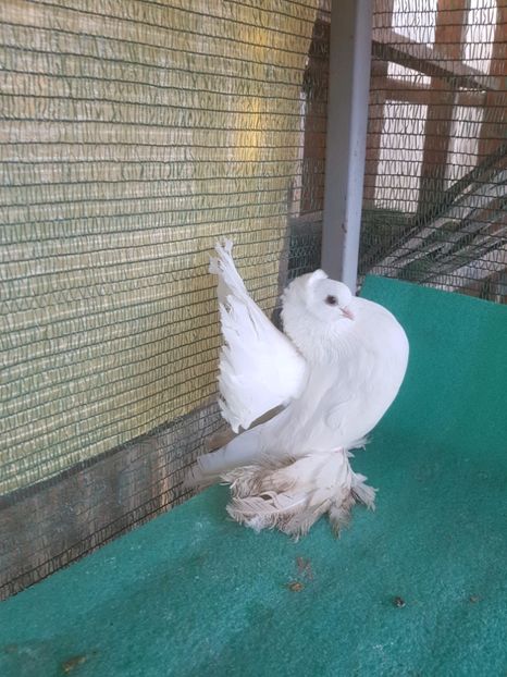 M 7418, 16; 300 lei - au fost VANDUTI