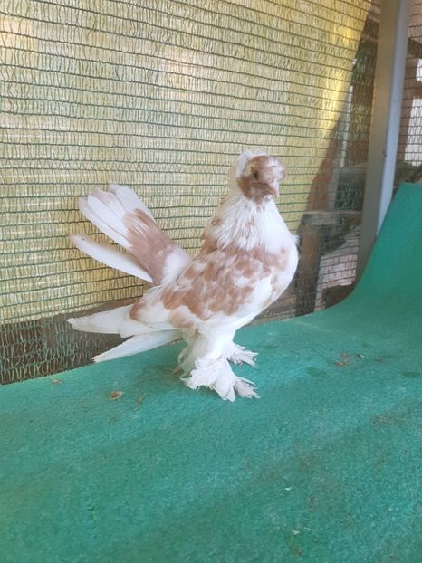 F 6107,17 - au fost VANDUTI