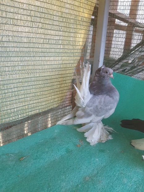 F 5910, 17 - au fost VANDUTI