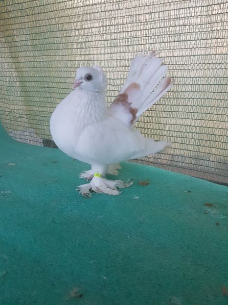 F 5781, 17 - JUCATOR TREMURATOR de BUCOVINA combinat cu EISK