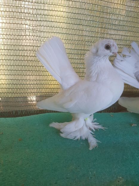 6119 , 17 - au fost VANDUTI