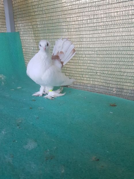 F 5781, 17 - au fost VANDUTI