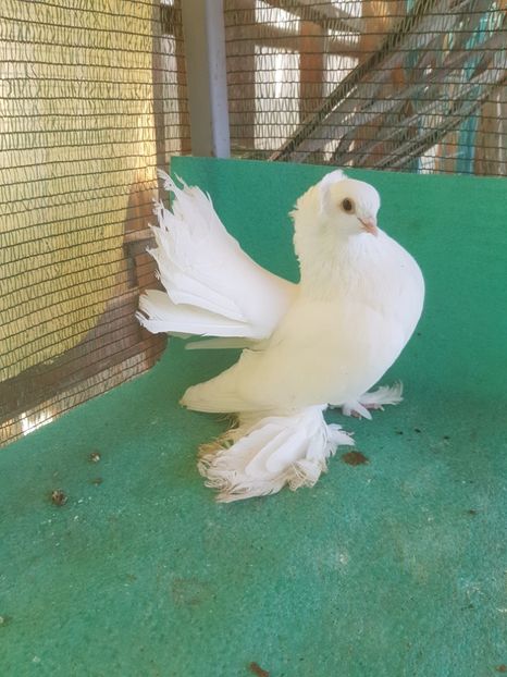 M 7418, 16; 300 lei - au fost VANDUTI