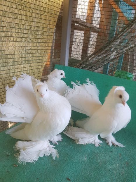 toti masculi - de VANZARE SIBERIENI MASCULI