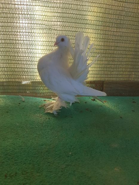 F 5917,17; 200 lei - au fost VANDUTI