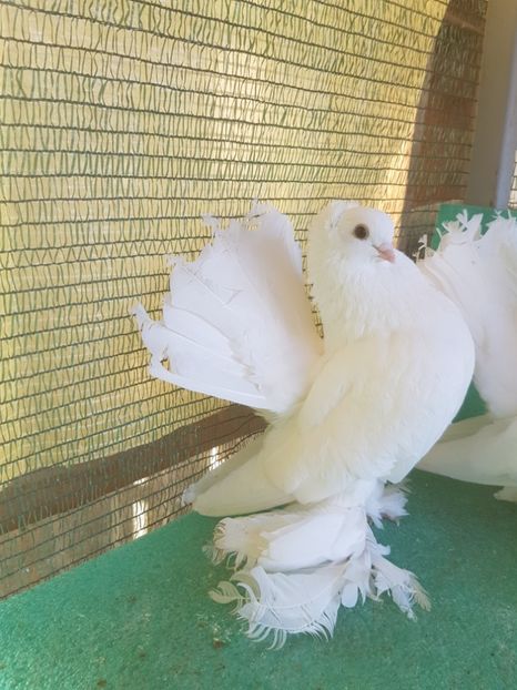 M 5287, 15 - de VANZARE SIBERIENI MASCULI