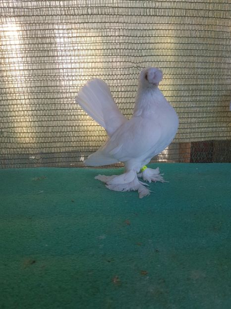 6119 , 17 - au fost VANDUTI