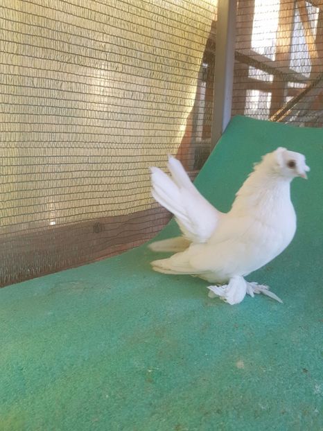 6101, 17 - JUCATOR TREMURATOR de BUCOVINA combinat cu EISK