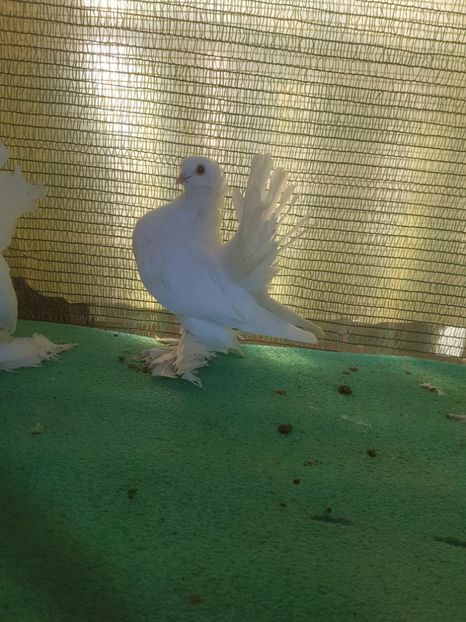 5917, 17 - au fost VANDUTI