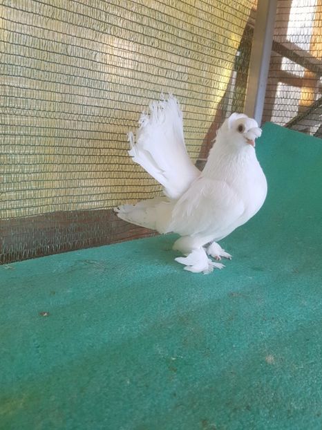 F D 83 - DE VANZARE EISK