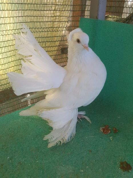 F 5301, 2016; 200 lei - au fost VANDUTI