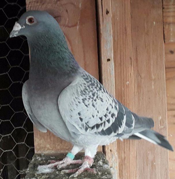 M-2013 - S-Porumbei Voiajori Sport