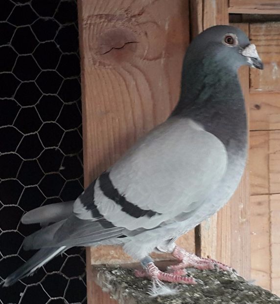 M-2013 - S-Porumbei Voiajori Sport