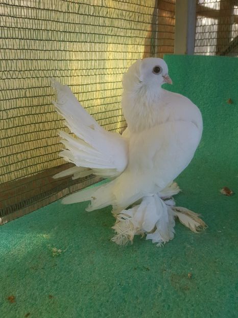 F 5787, 16 - au fost VANDUTI