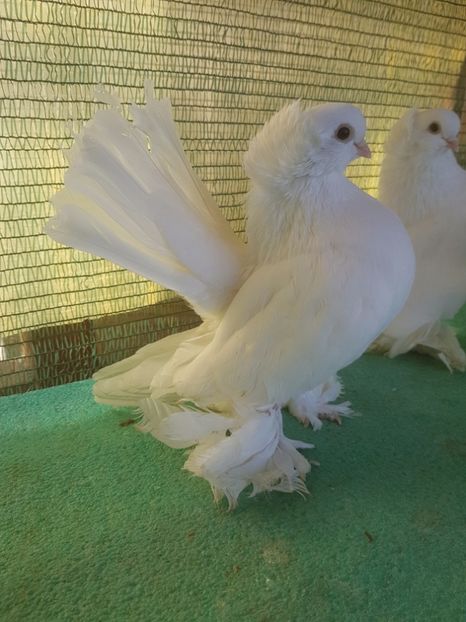 F 7482; 2016 - de VANZARE SIBERIENI FEMELE