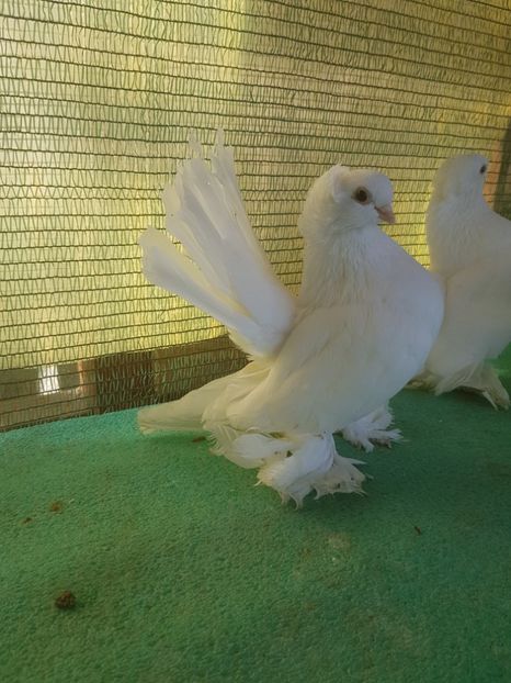 F 7482; 2016 - de VANZARE SIBERIENI FEMELE