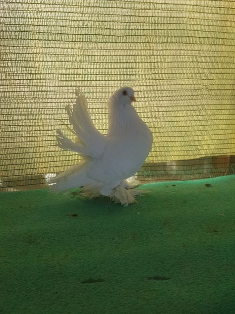 F 7452, 16 - au fost VANDUTI