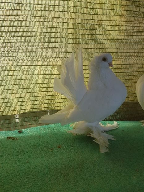 F 7434, 16; 150 lei - de VANZARE SIBERIENI FEMELE