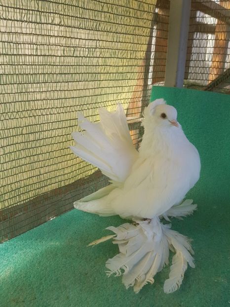 F B 254; 2014 - de VANZARE SIBERIENI FEMELE