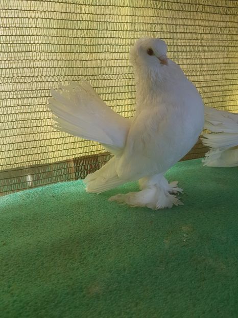 5790 - au fost VANDUTI