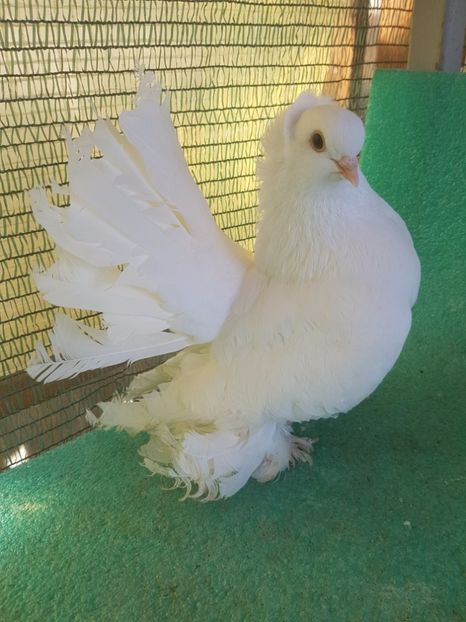 F 7459, 16; 150 lei - au fost VANDUTI