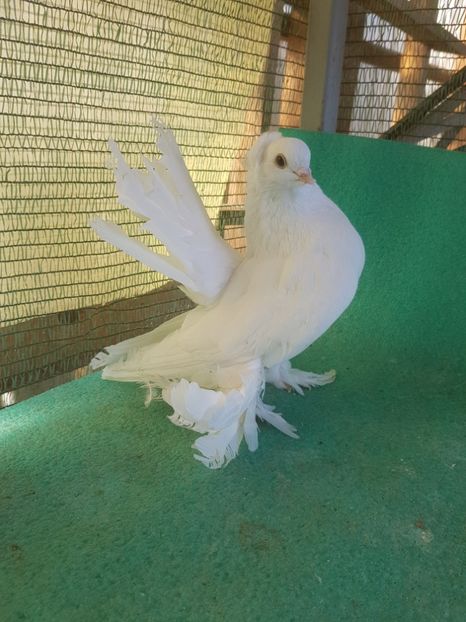 M 7426, 16; 200 lei - de VANZARE SIBERIENI MASCULI