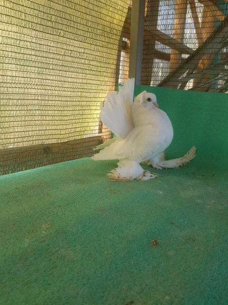 F 5788, 2017 - au fost VANDUTI