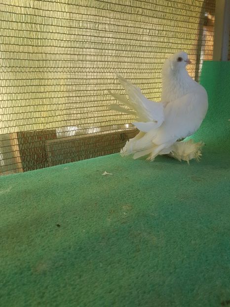 M B 85; 2014 - au fost VANDUTI