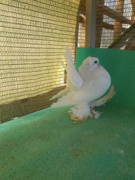 F 5788, 2017 - au fost VANDUTI