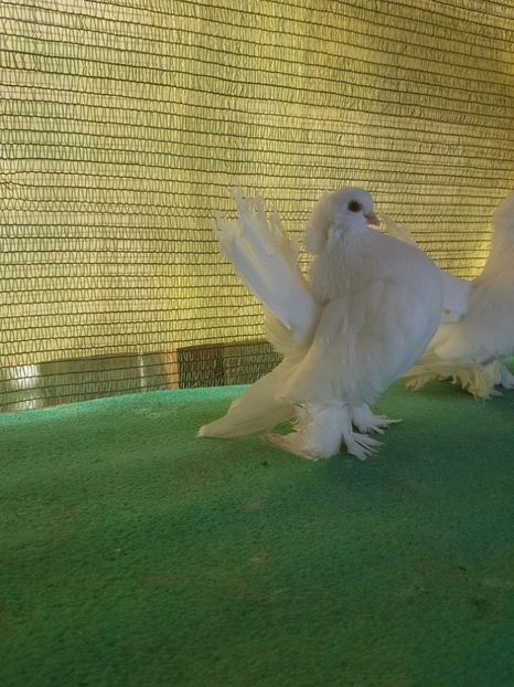 F 6118, 17 - au fost VANDUTI