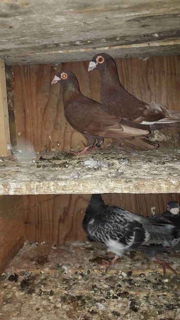 received_516559528692756 - De vanzare 2017