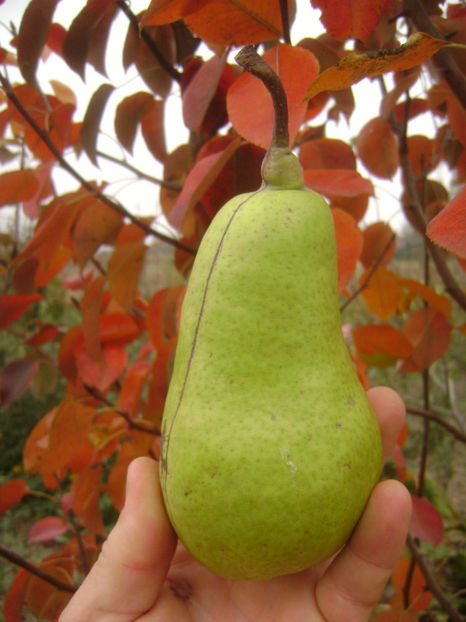 Para Cure 2 - Par Cure