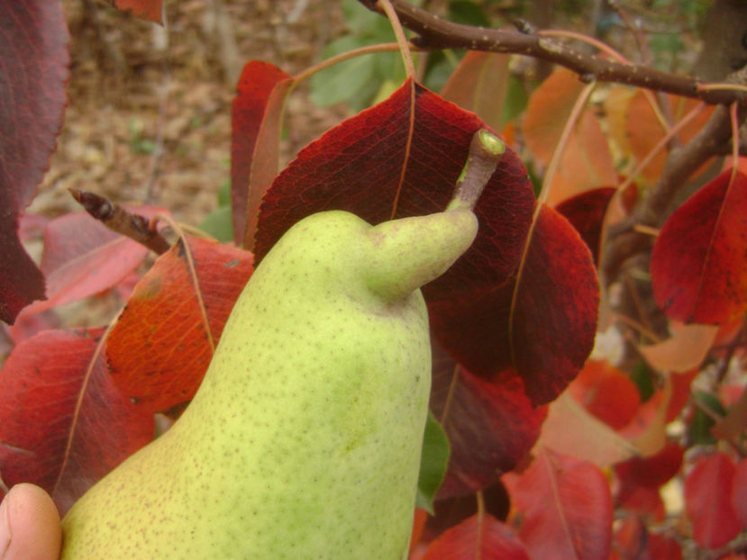 Para Cure 5 - Par Cure