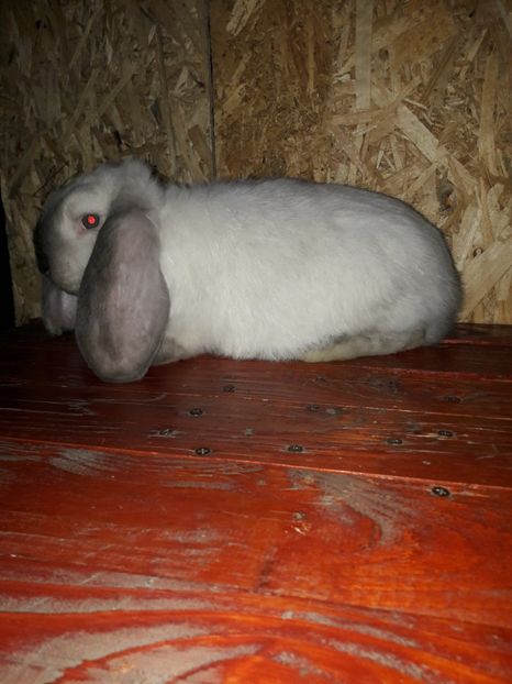  - 1_1mascul_sallander