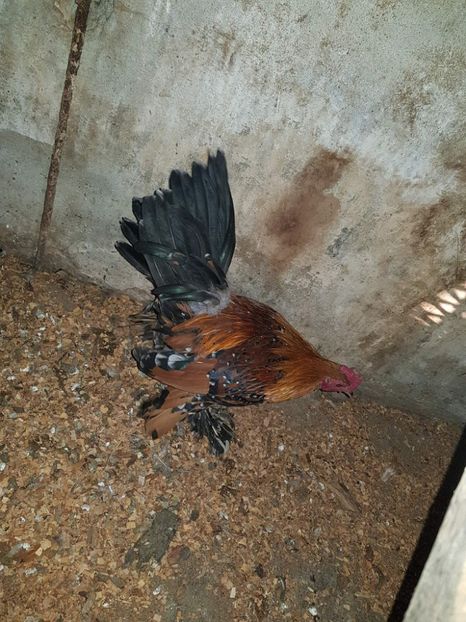 23107590_1508060369271198_569877028_o - A Mii de Flori 2017