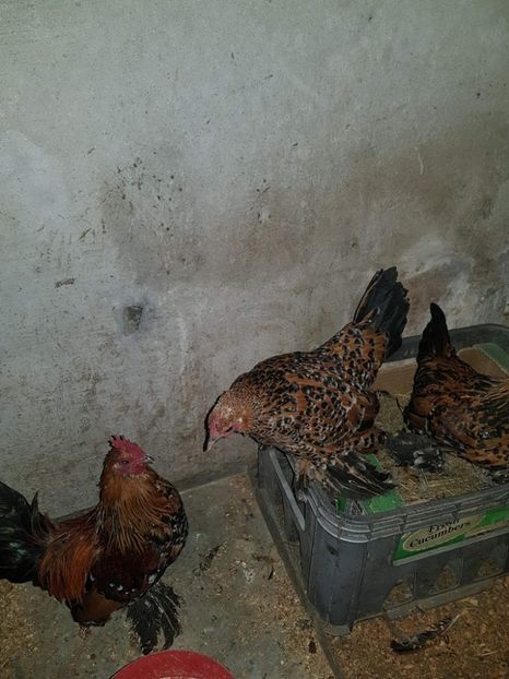 23157868_1508060499271185_1002612344_o - A Mii de Flori 2017