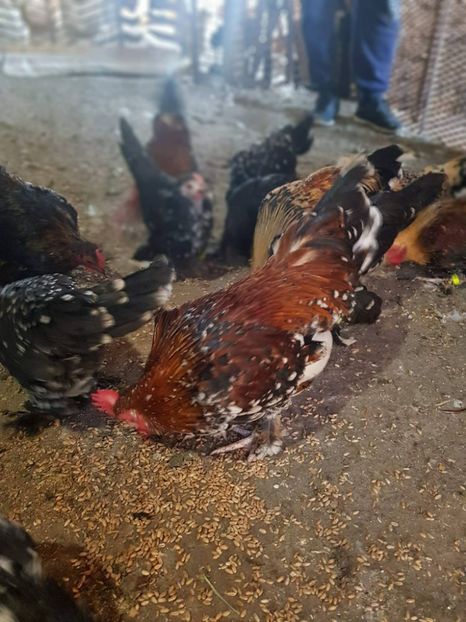 23191893_1508060552604513_1084237902_o - A Mii de Flori 2017