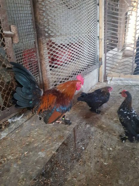 23112896_1508060865937815_507727717_o - B Mii de Flori 2017 DE VANZARE