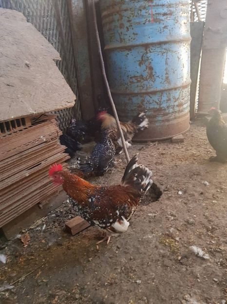 23112929_1508060979271137_1314773393_o - B Mii de Flori 2017 DE VANZARE