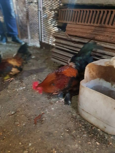 23113312_1508060682604500_1944485395_o - B Mii de Flori 2017 DE VANZARE