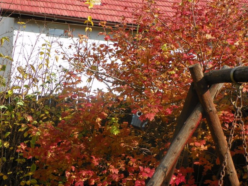 viburnum opulus roseum - Copacei si arbusti 2017