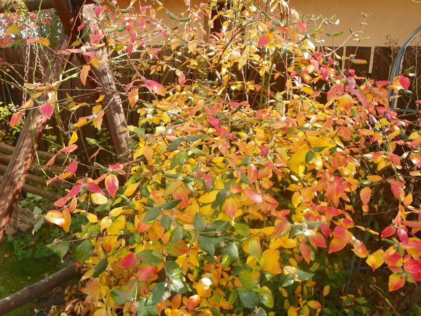 viburnum burkwoodii - Copacei si arbusti 2017