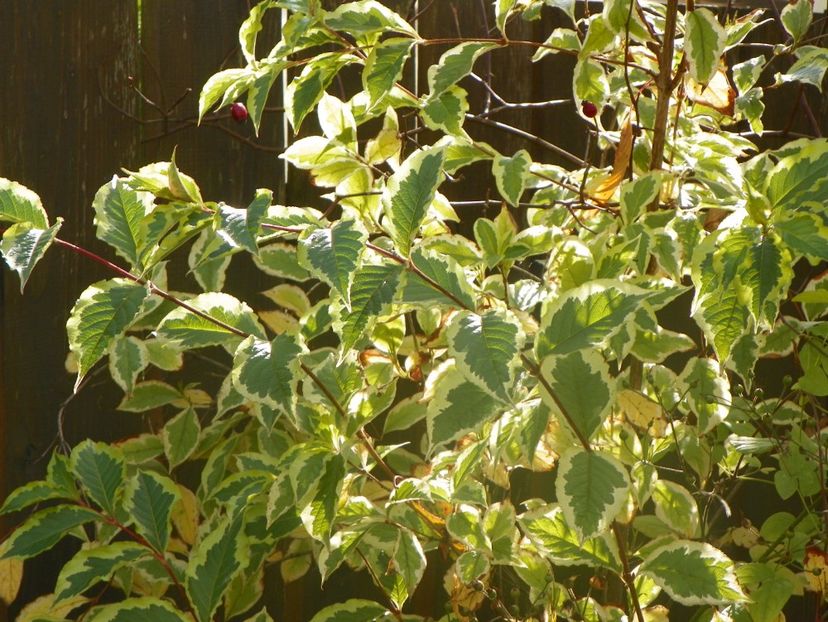 weigella variegata - Copacei si arbusti 2017
