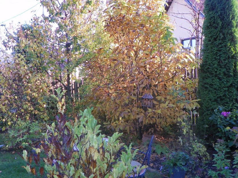 27 oct (8) - Gradina 2017