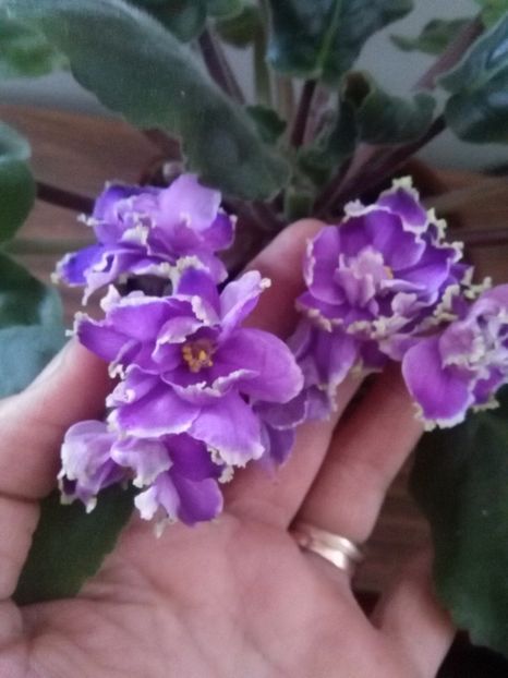  - 1-A-Violete 2017