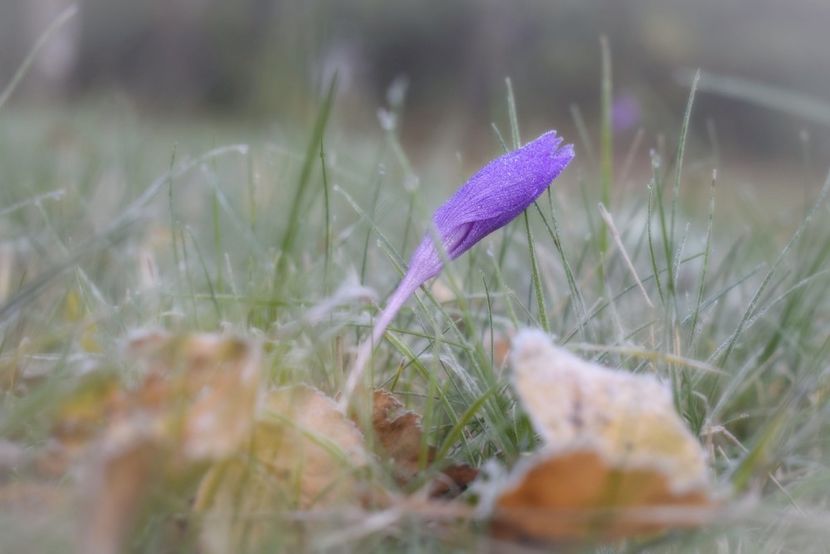  - Photo 11 - Toamna 2017